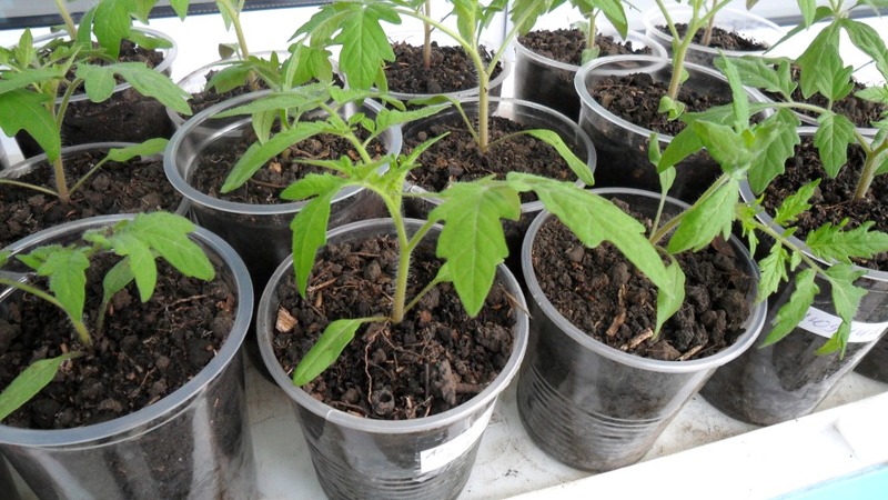 Development of domestic breeders for the Russian climate - Valentine's tomato