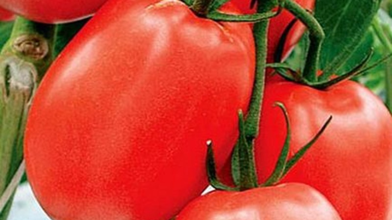 Development of domestic breeders for the Russian climate - Valentine's tomato