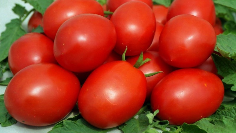 Development of domestic breeders for the Russian climate - Valentine's tomato