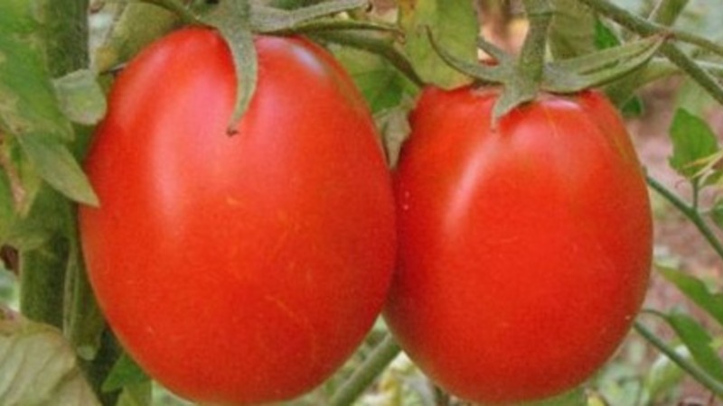 Development of domestic breeders for the Russian climate - Valentine's tomato