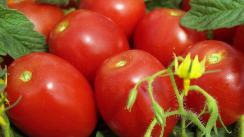 Development of domestic breeders for the Russian climate - Valentine's tomato