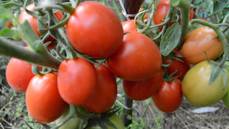 Development of domestic breeders for the Russian climate - Valentine's tomato