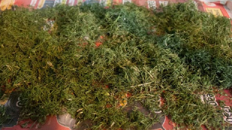 How to properly dry dill at home and where to store it