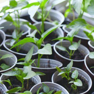 How to grow pepper Tenderness, time-tested and loved by gardeners