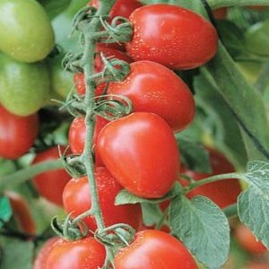 How to grow a tomato hybrid Barberry on your plot and what positive qualities does it have