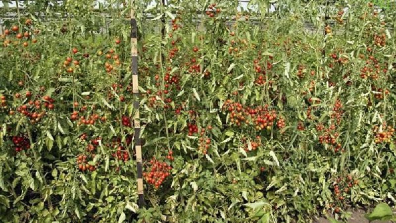 How to grow a tomato hybrid Barberry on your plot and what positive qualities does it have