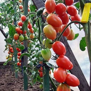 How to grow a tomato hybrid Barberry on your plot and what positive qualities does it have