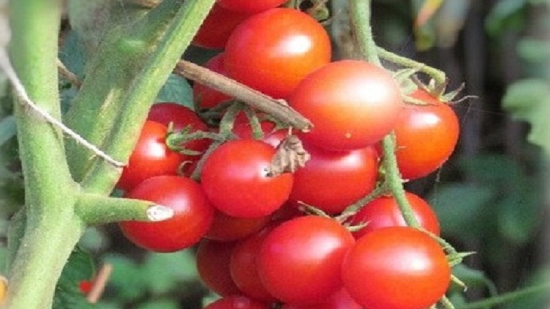 How to grow a tomato hybrid Barberry on your plot and what positive qualities does it have