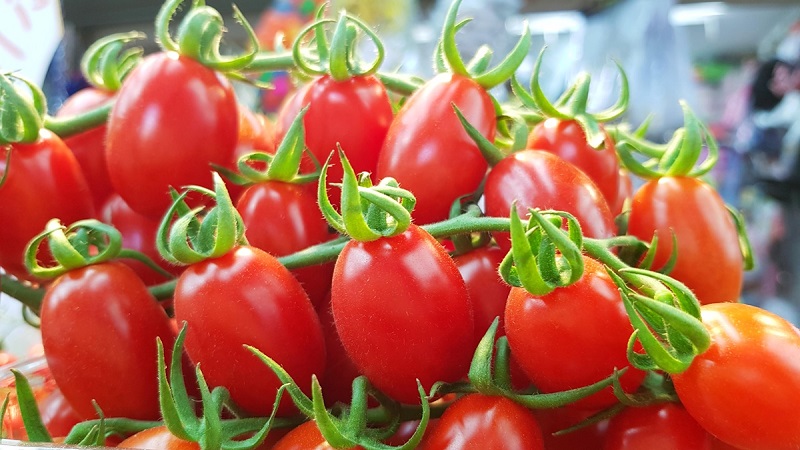 How to grow a tomato hybrid Barberry on your plot and what positive qualities does it have