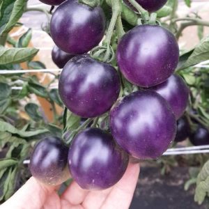 You will not believe your eyes when you see it - tomato Blue cluster f1 for lovers of exotic varieties