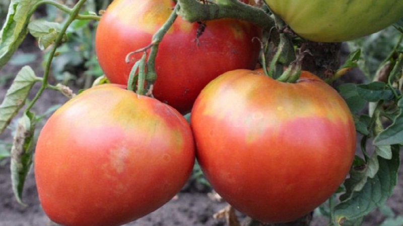 A variety with an impeccable taste and aroma - tomato King of London: reviews, photos and care secrets