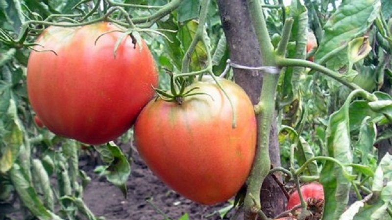 A variety with an impeccable taste and aroma - tomato King of London: reviews, photos and care secrets