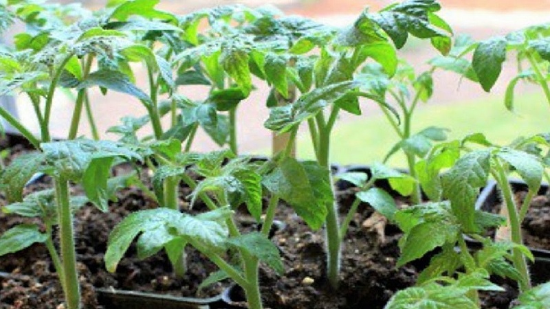 A variety with an impeccable taste and aroma - tomato King of London: reviews, photos and care secrets