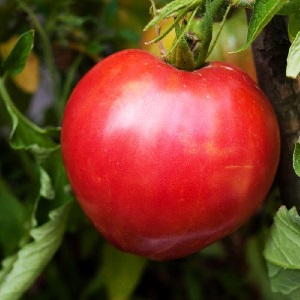 A variety with an impeccable taste and aroma - tomato King of London: reviews, photos and care secrets