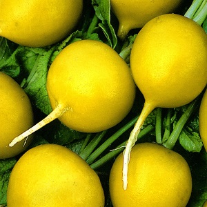 Review of the best varieties of radish for open ground and greenhouses