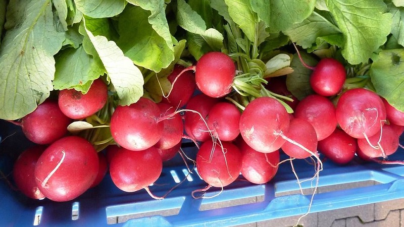 Review of the best varieties of radish for open ground and greenhouses