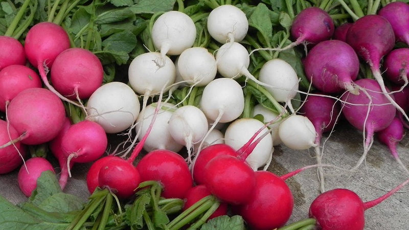 Review of the best varieties of radish for open ground and greenhouses