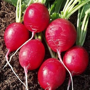 Review of the best varieties of radish for open ground and greenhouses