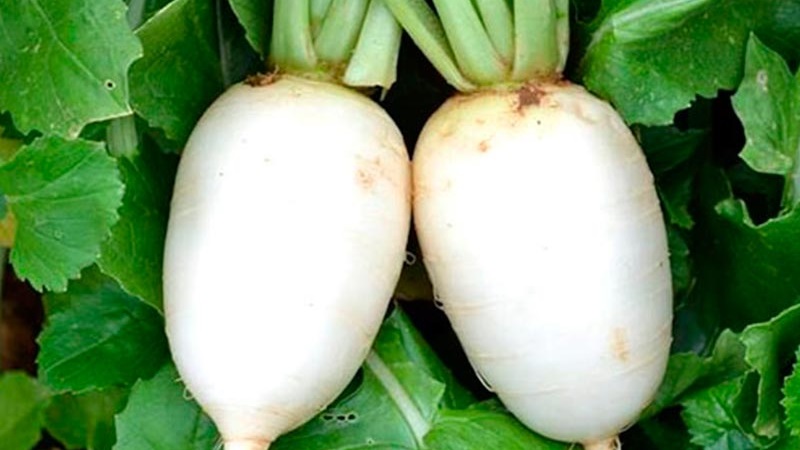 Review of the best varieties of radish for open ground and greenhouses