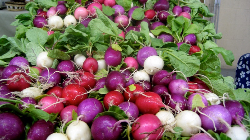 Review of the best varieties of radish for open ground and greenhouses