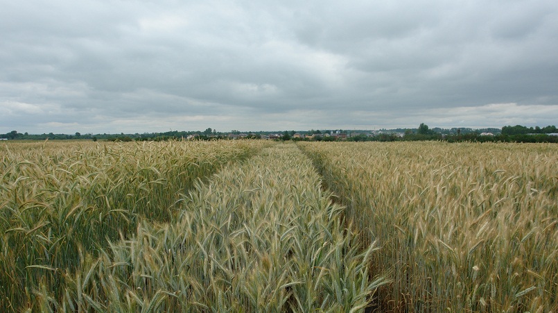 What is triticale, what it looks like and where it is used