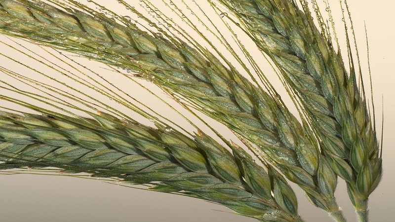What is triticale, what it looks like and where it is used