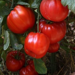 With its resistance to bad weather and excellent yield tomato Spetsnaz: an overview of the variety and nuances of cultivation