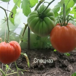 With its resistance to bad weather and excellent yield tomato Spetsnaz: an overview of the variety and nuances of cultivation