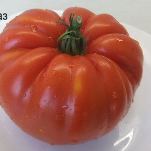 With its resistance to bad weather and excellent yield tomato Spetsnaz: an overview of the variety and nuances of cultivation