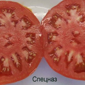 With its resistance to bad weather and excellent yield tomato Spetsnaz: an overview of the variety and nuances of cultivation