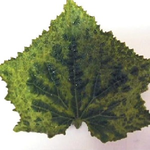 Causes and treatment of mosaic on cucumbers: we fight the disease effectively and prevent its occurrence