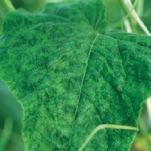 Causes and treatment of mosaic on cucumbers: we fight the disease effectively and prevent its occurrence