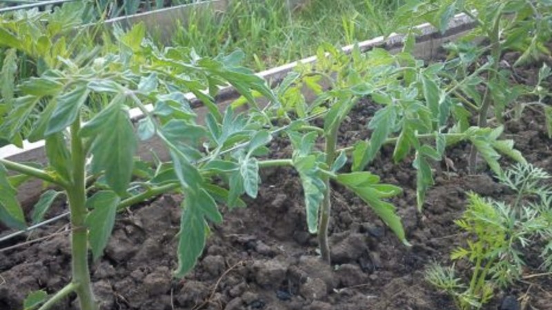 Not capricious to care for, but at the same time rich in harvest, tomato Simpyaga: photos, reviews and secrets of growing