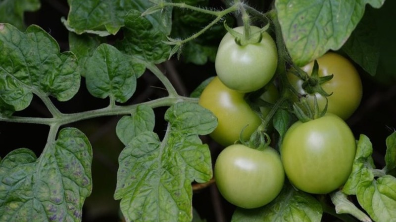 Not capricious to care for, but at the same time rich in harvest, tomato Simpyaga: photos, reviews and secrets of growing