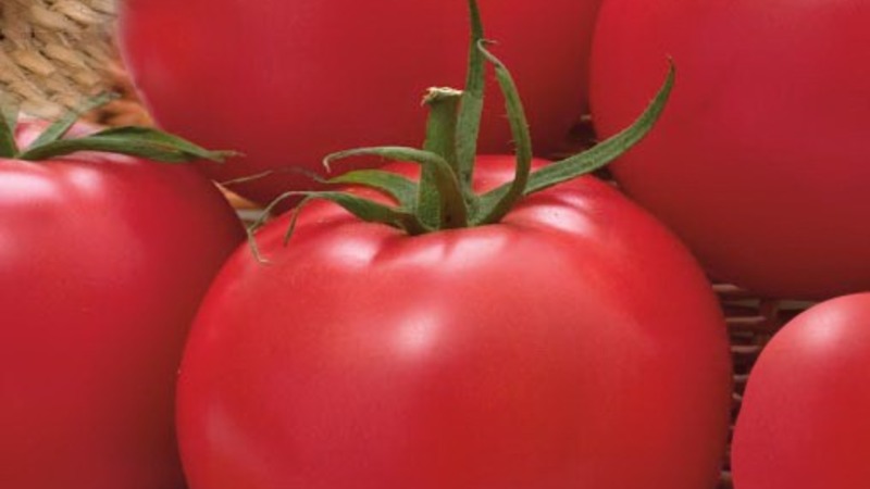 Not capricious to care for, but at the same time rich in harvest, tomato Simpyaga: photos, reviews and secrets of growing