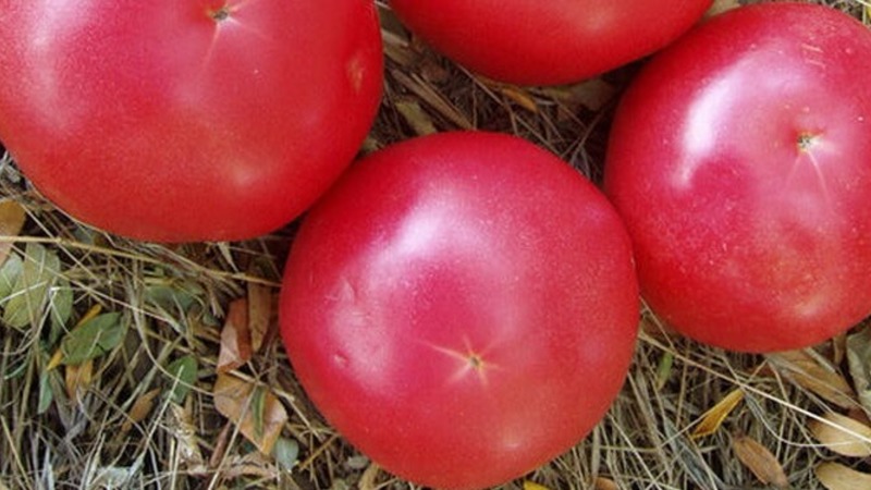 Not capricious to care for, but at the same time rich in harvest, tomato Simpyaga: photos, reviews and secrets of growing