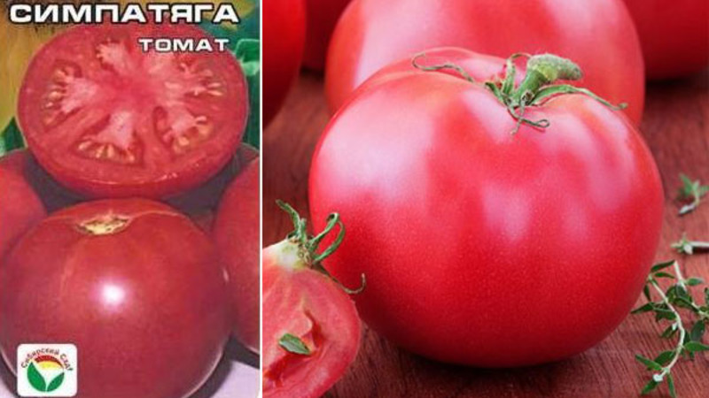 Not capricious to care for, but at the same time rich in harvest, tomato Simpyaga: photos, reviews and growing secrets