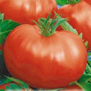 A tomato with huge fruits, proven for decades - Russian size F1