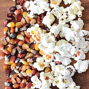 Colored corn - reality or photoshop: getting acquainted with amazing varieties and trying to grow it yourself