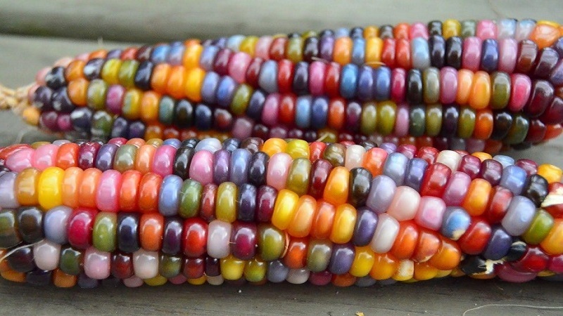 Colored corn - reality or photoshop: getting acquainted with amazing varieties and trying to grow it yourself