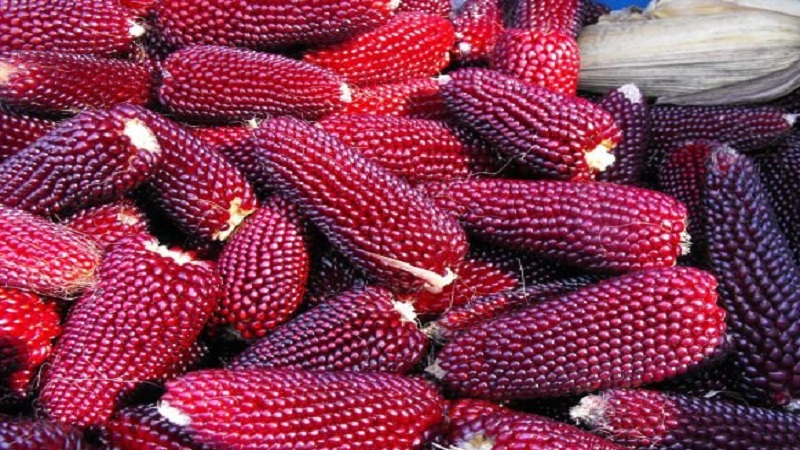 Colored corn - reality or photoshop: getting acquainted with amazing varieties and trying to grow it yourself