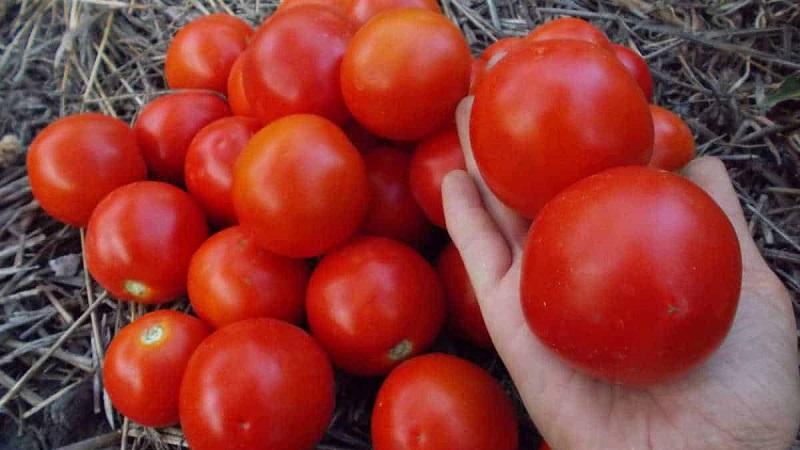 Gardeners' favorite Yamal tomatoes: we grow an unpretentious variety on our own without much difficulty