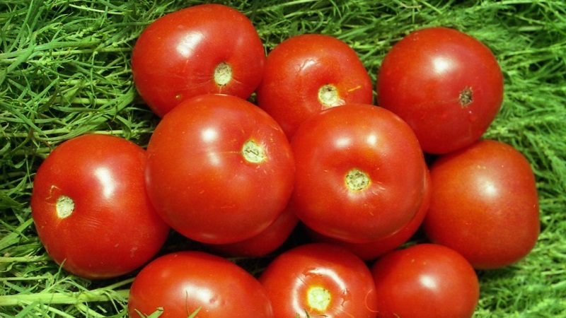 Gardeners' favorite Yamal tomatoes: we grow an unpretentious variety on our own without much difficulty