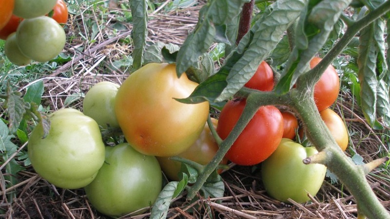 Gardeners' favorite Yamal tomatoes: we grow an unpretentious variety on our own without much difficulty