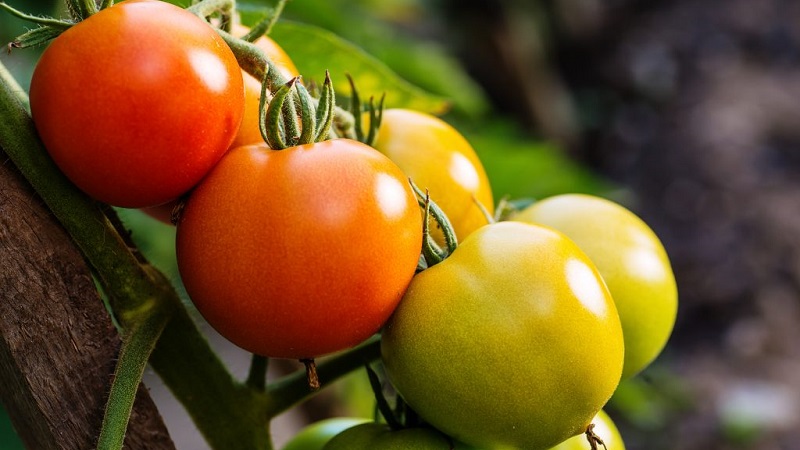 Gardeners' favorite Yamal tomatoes: we grow an unpretentious variety on our own without much difficulty