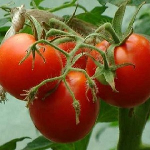 Gardeners' favorite Yamal tomatoes: we grow an unpretentious variety on our own without much difficulty