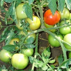 Gardeners' favorite Yamal tomatoes: we grow an unpretentious variety on our own without much difficulty