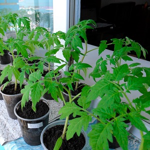 Gardeners' favorite Yamal tomatoes: we grow an unpretentious variety on our own without much difficulty