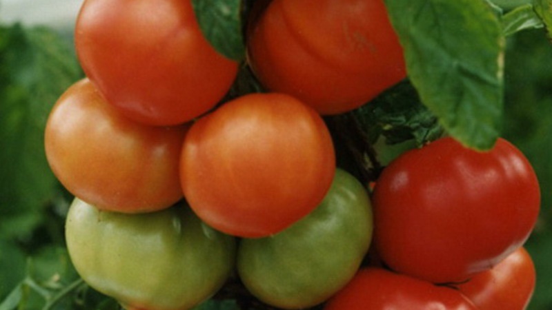 Should I plant a hybrid tomato Red Arrow F1: characteristics that can influence your choice