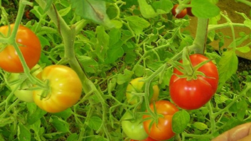 Should I plant a hybrid tomato Red Arrow F1: characteristics that can influence your choice